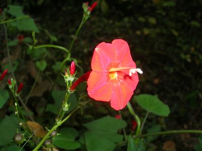 Ipomoea luteola